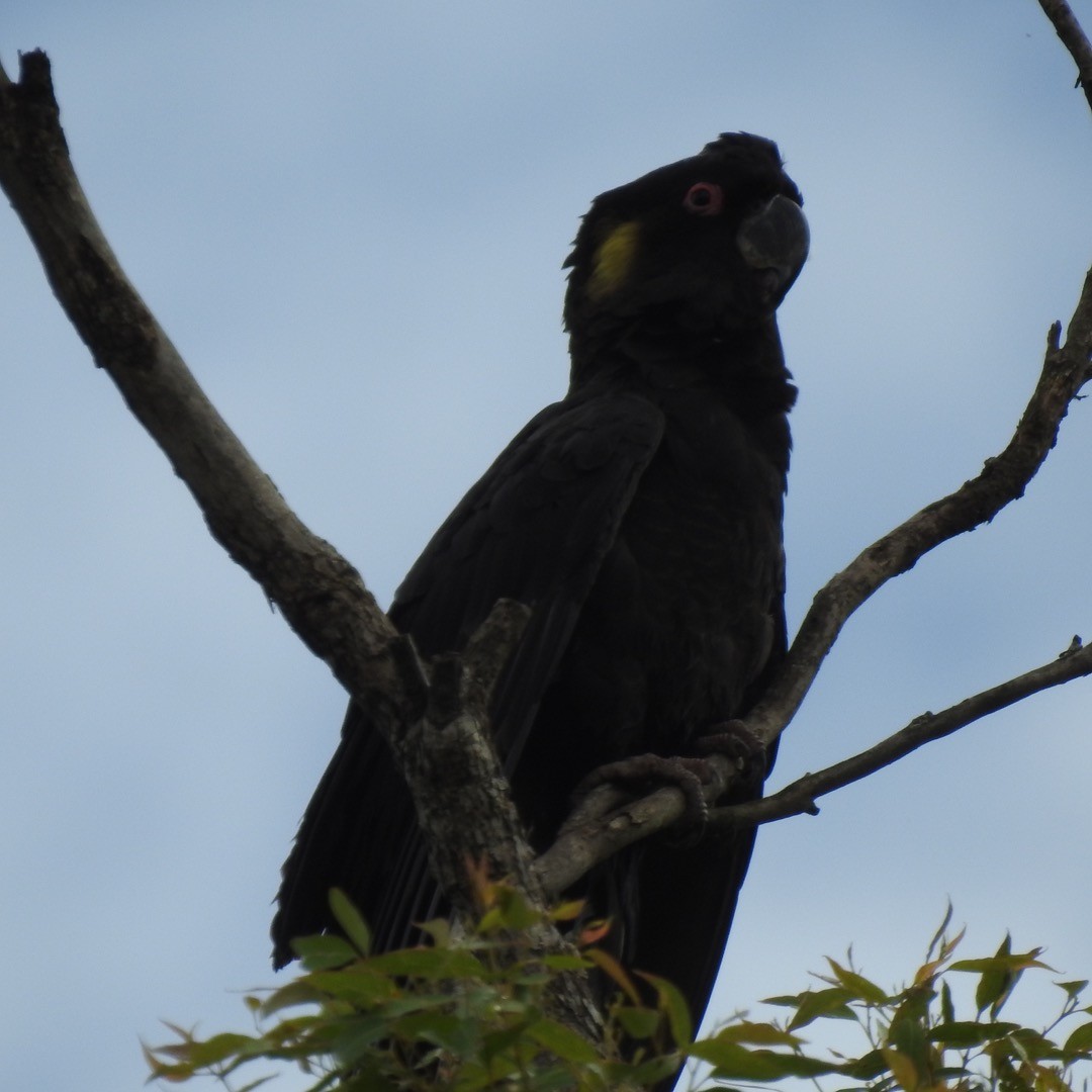 Yellow-tailed Black-Cockatoo - ML550924531