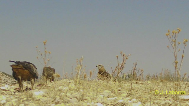 Common Buzzard - ML550924871