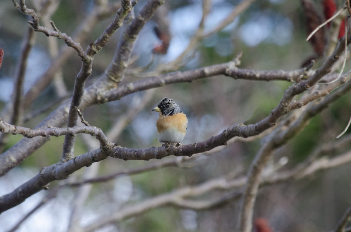 Brambling - ML550925111