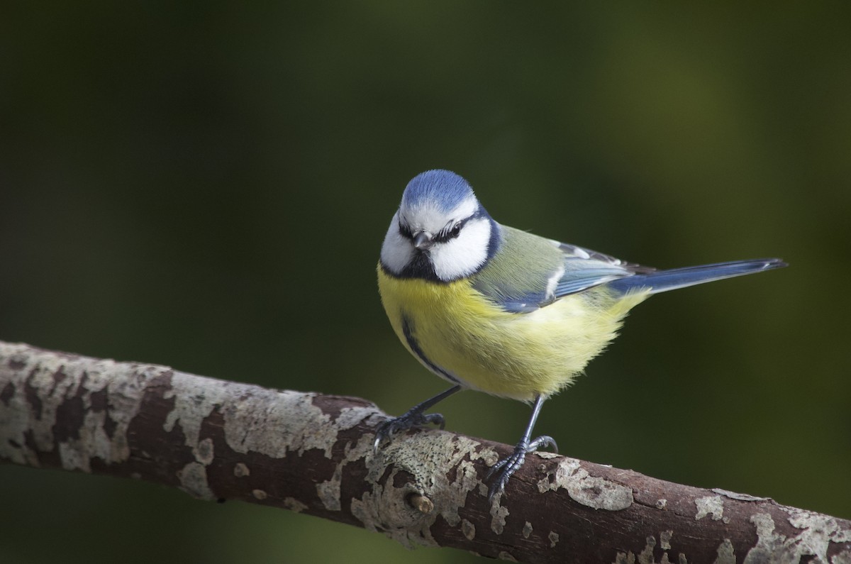 Eurasian Blue Tit - ML550925561