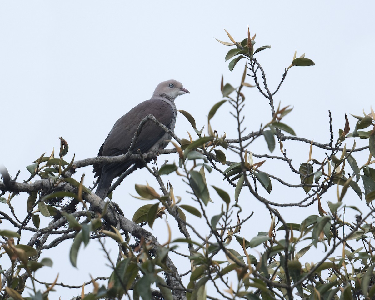 Mountain Imperial-Pigeon - ML550926031