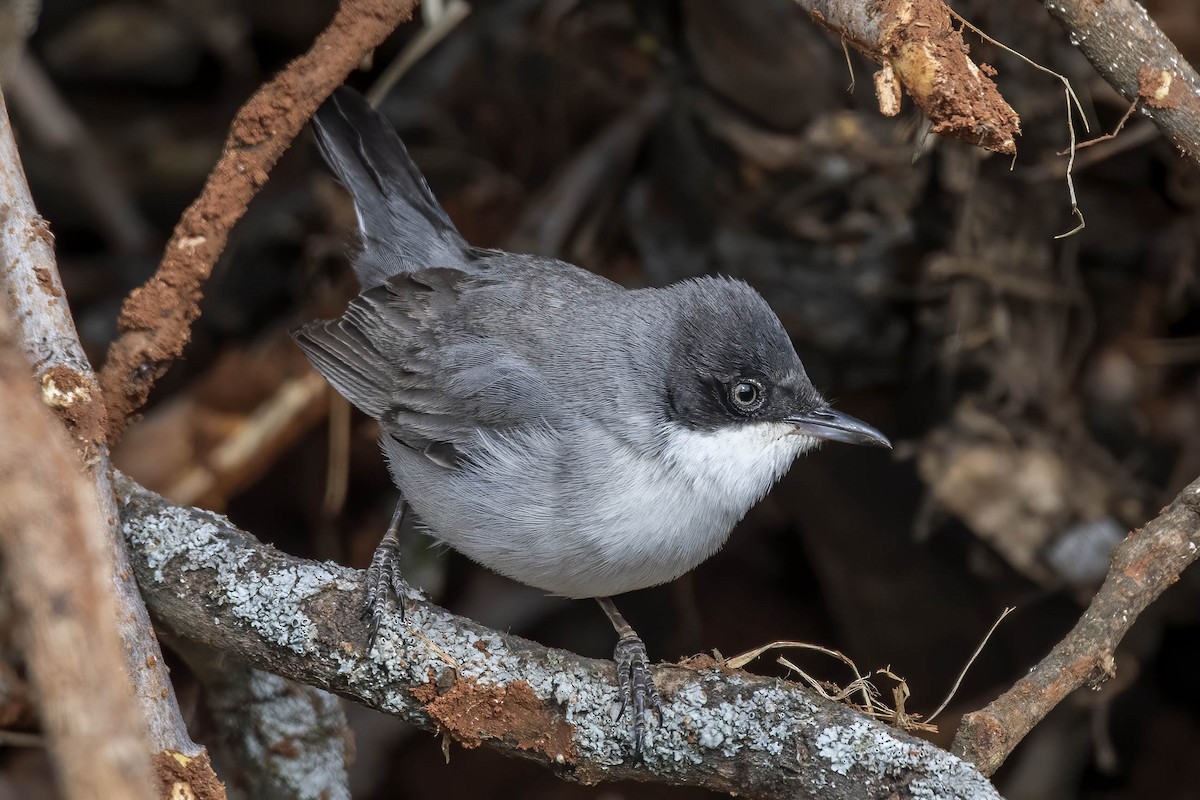 Eastern Orphean Warbler - Göktuğ  Güzelbey