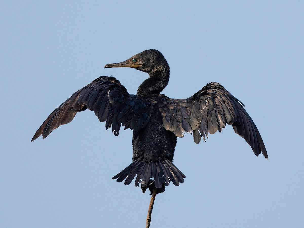 Indian Cormorant - ML550926561