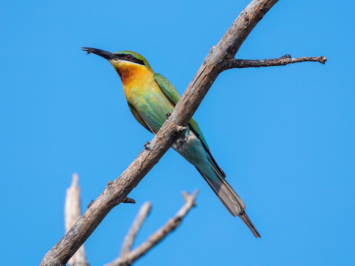 Blue-tailed Bee-eater - ML550926731