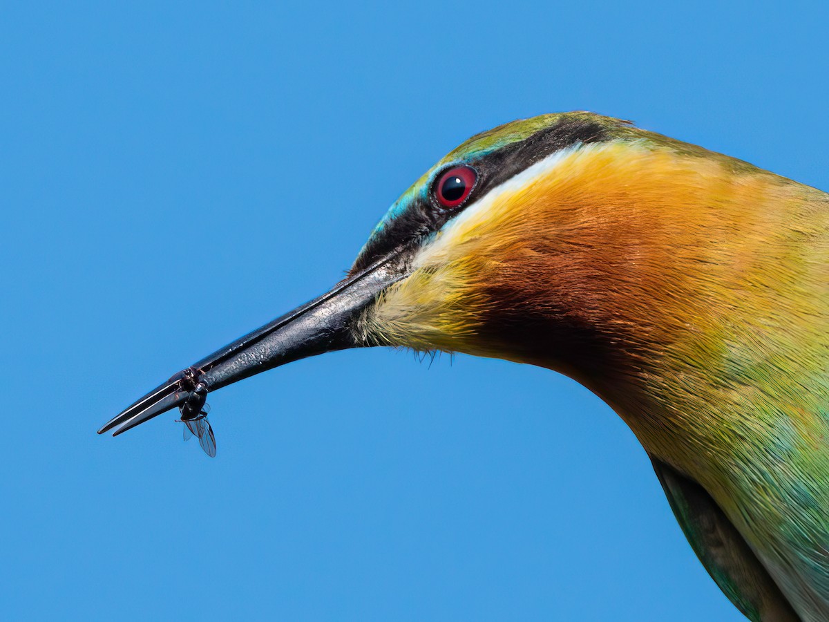 Blue-tailed Bee-eater - ML550926741