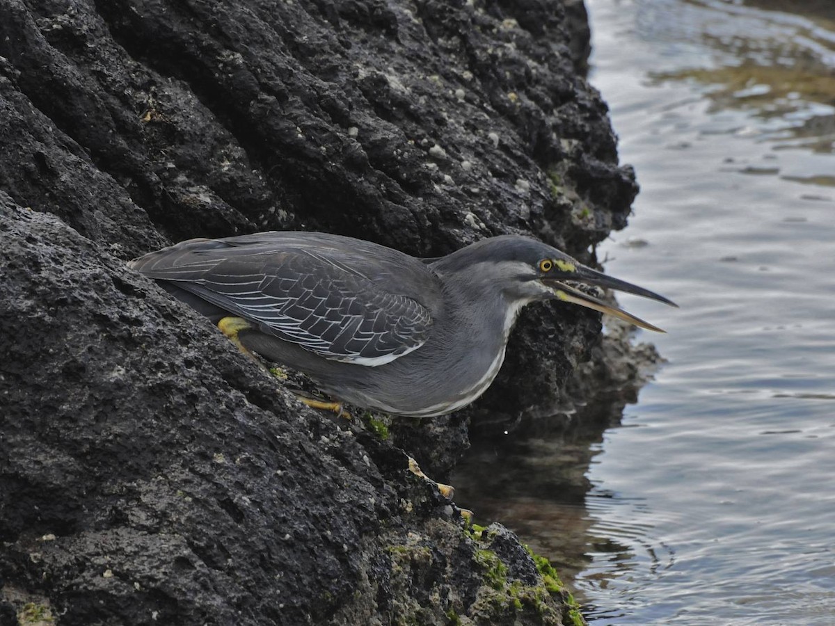 Striated Heron (Galapagos) - ML550926821