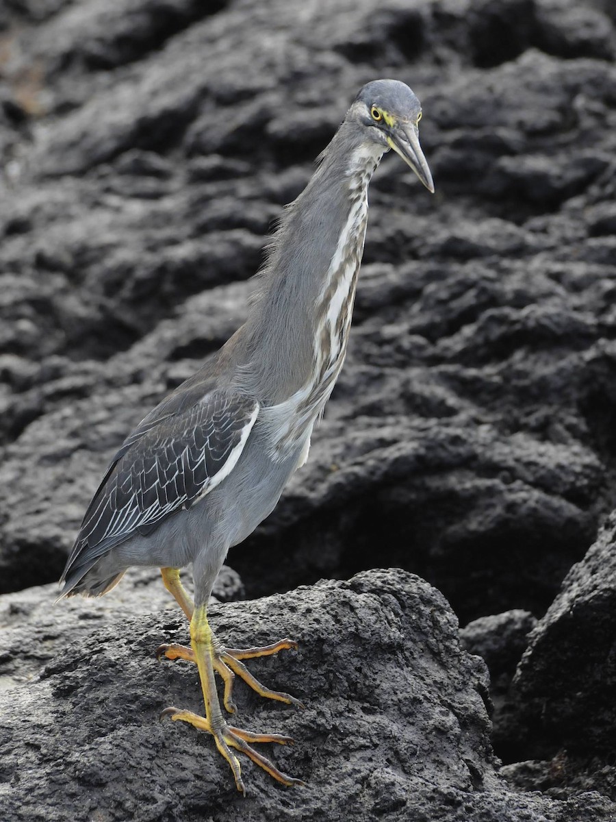 Striated Heron (Galapagos) - ML550926831