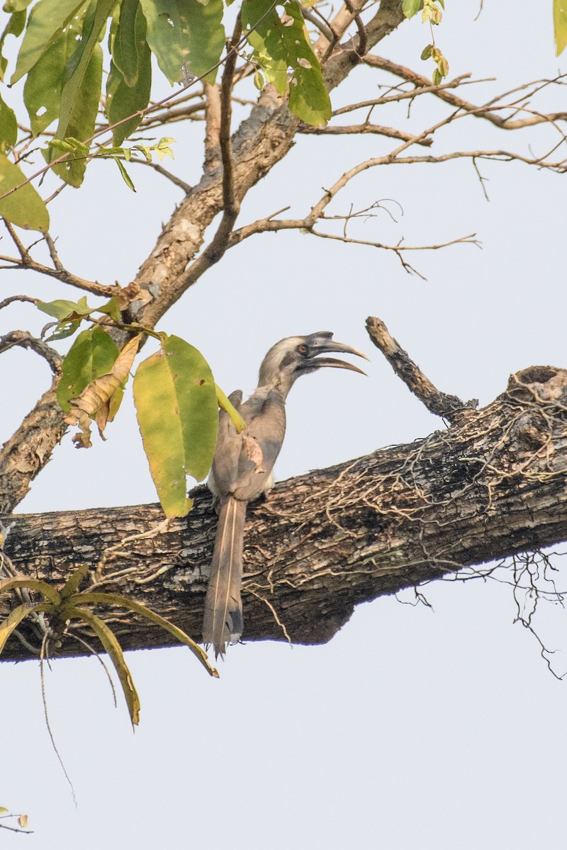Indian Gray Hornbill - ML550927201