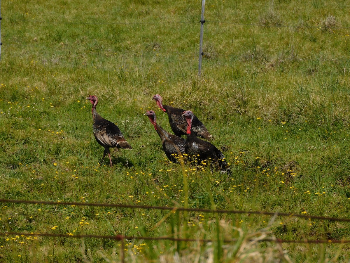 Wild Turkey - ML550927581