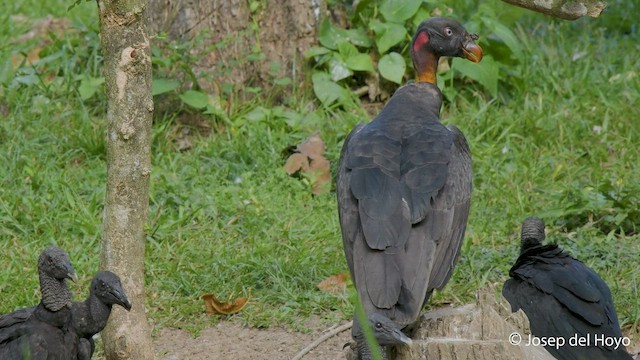 King Vulture - ML550927651