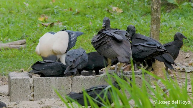 King Vulture - ML550927661