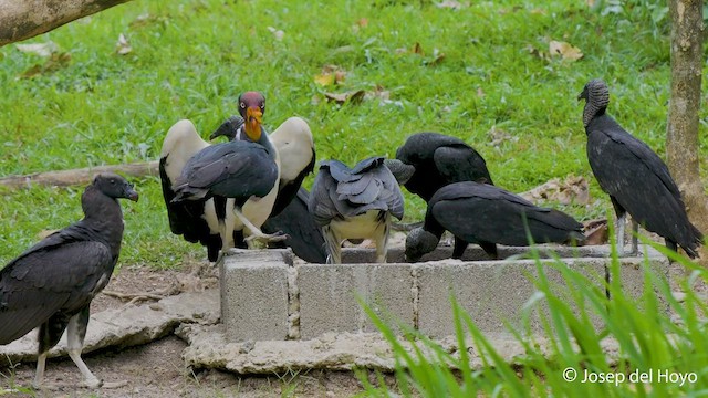 King Vulture - ML550927671