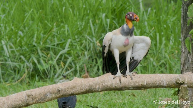 King Vulture - ML550927701