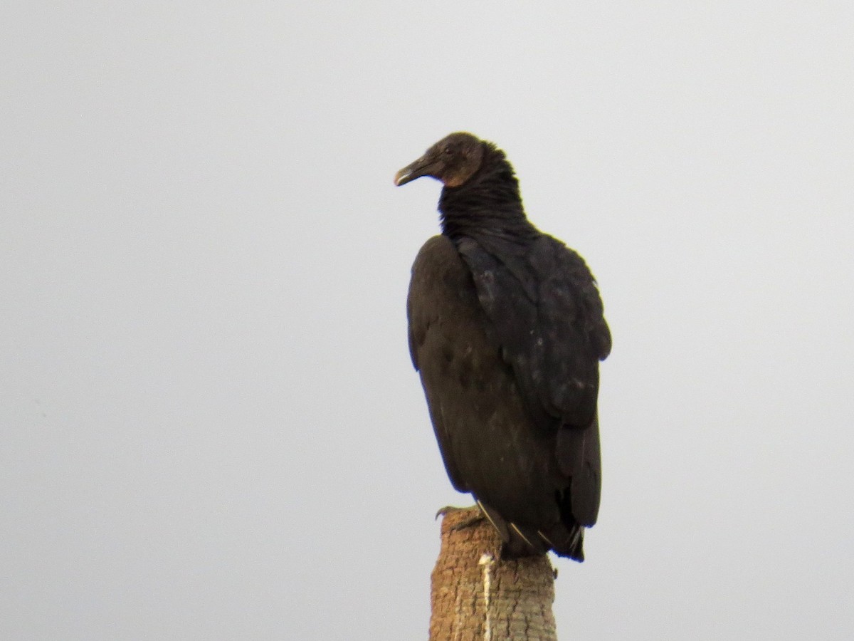 Black Vulture - ML55092771