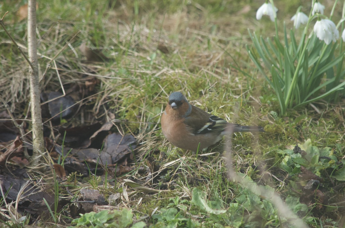 Common Chaffinch - ML550927781