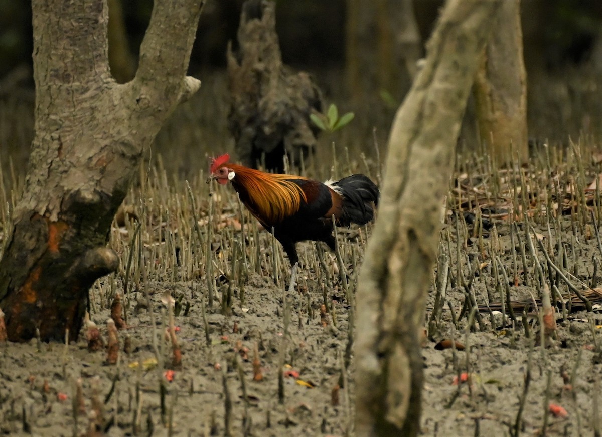 Red Junglefowl - ML550927851