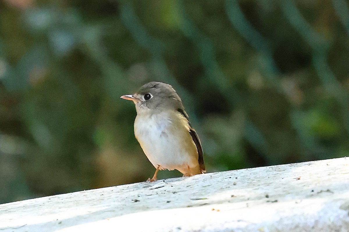 Brown-breasted Flycatcher - ML550928501