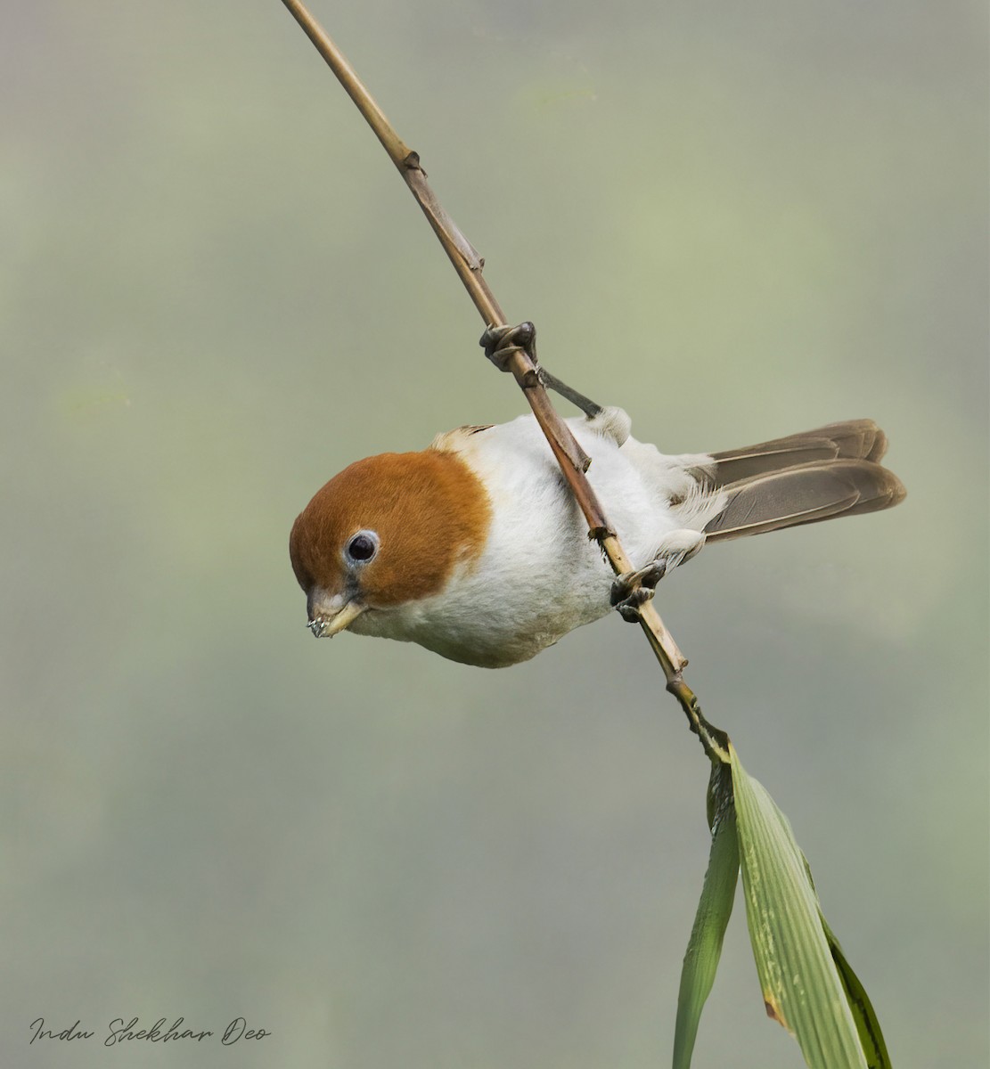 White-breasted Parrotbill - Indu Shekhar Deo