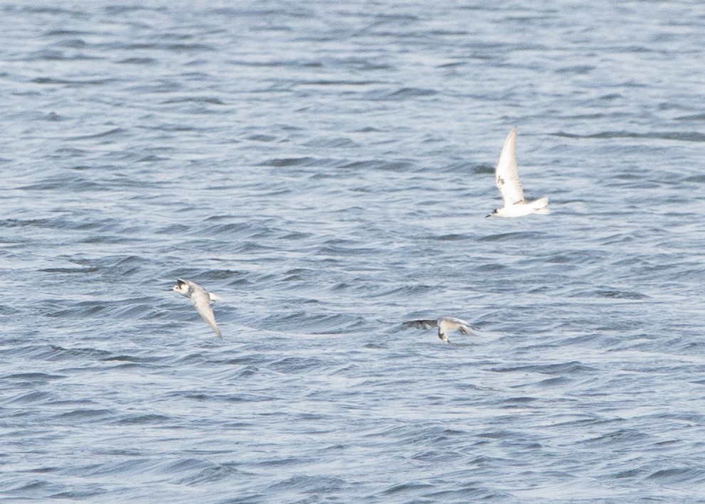 White-winged Tern - Hoeckman's Wildlife