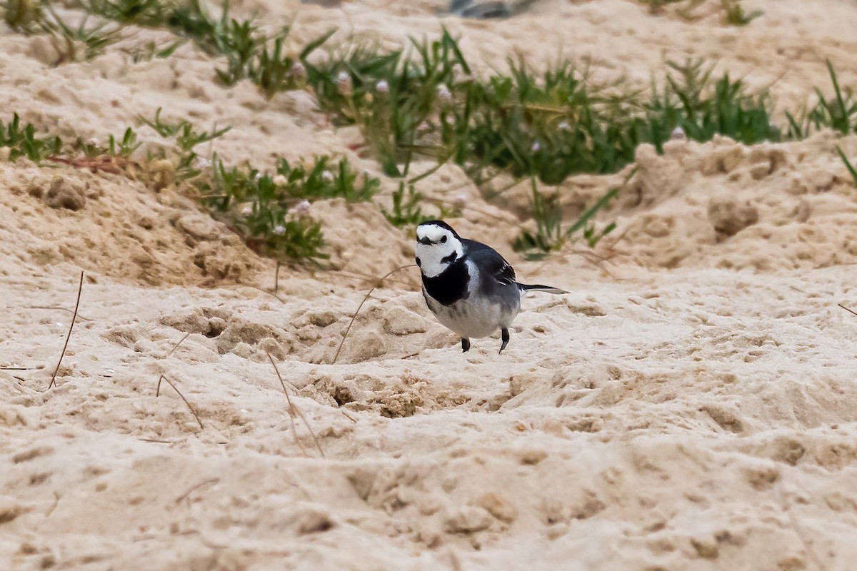 White Wagtail (British) - ML550930671