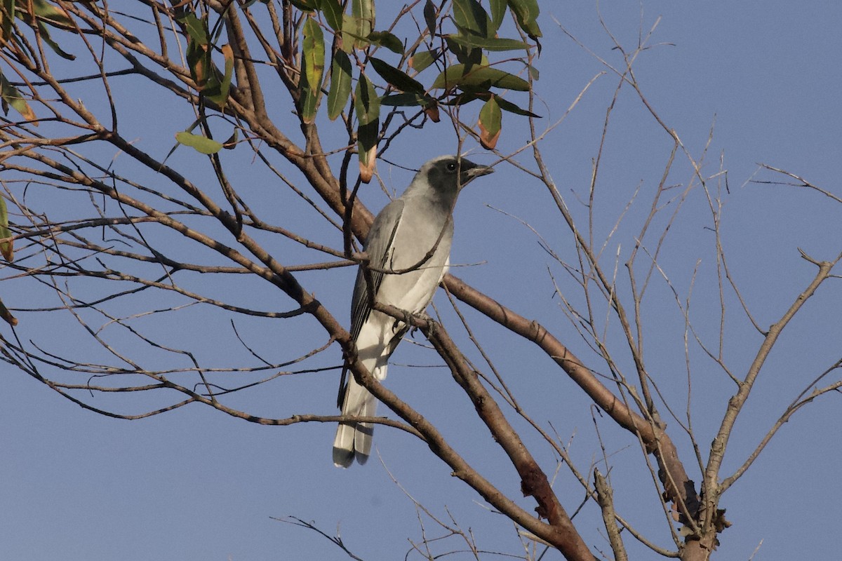 Oruguero Carinegro - ML550930781