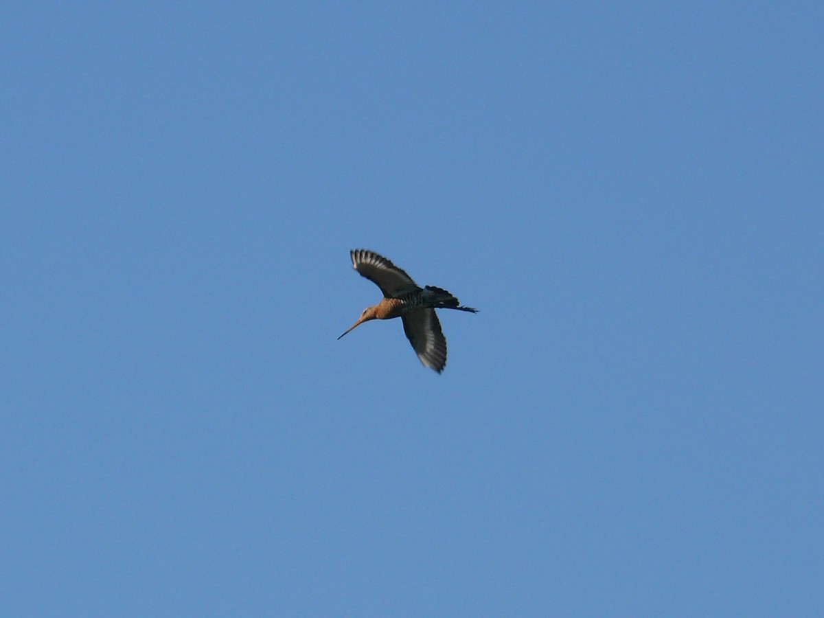 Black-tailed Godwit - ML550931311