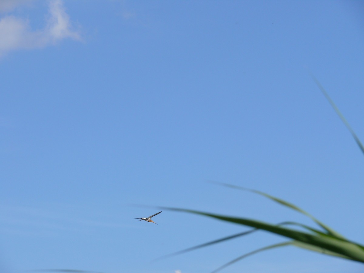 Black-tailed Godwit - ML550931321