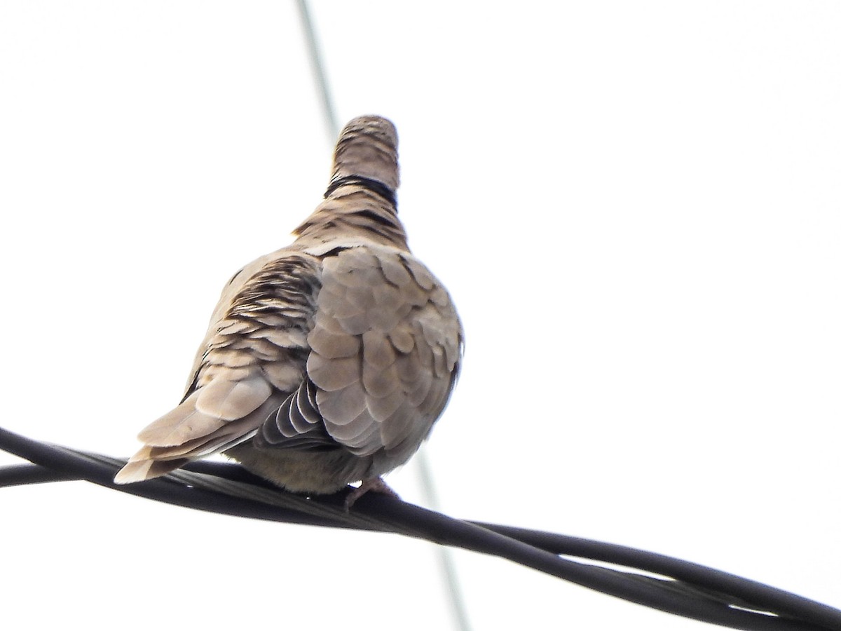Eurasian Collared-Dove - Susan Brauning