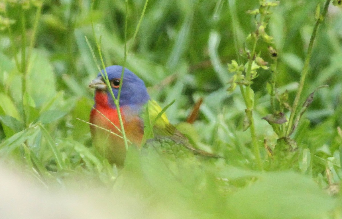 Painted Bunting - ML55093941