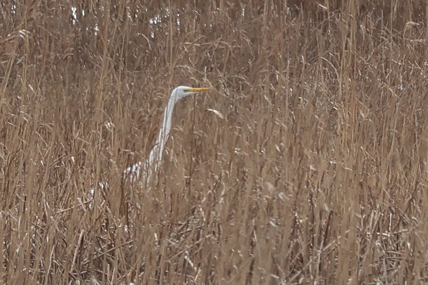 Great Egret - ML550940961