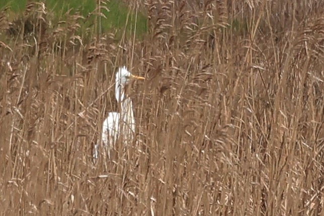 Great Egret - ML550940971