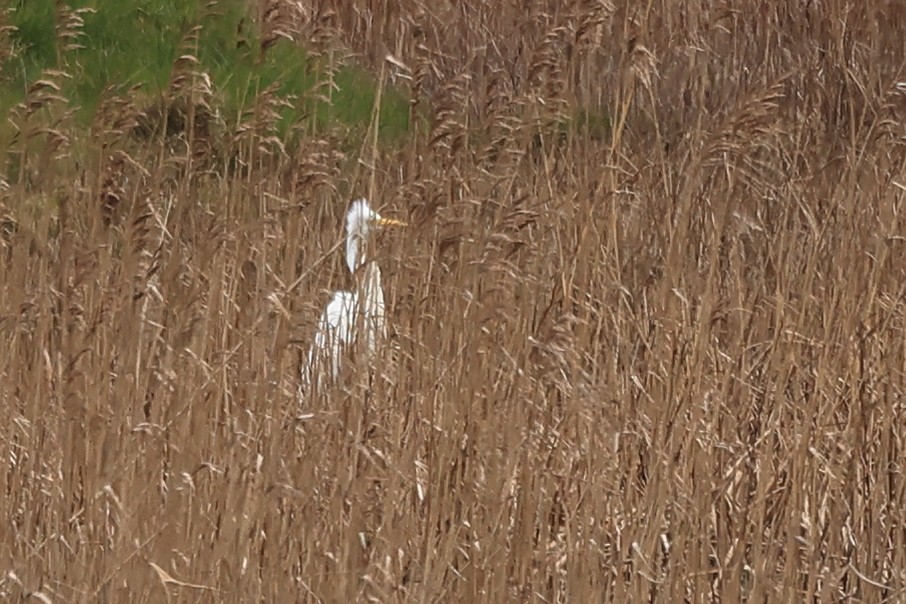 Great Egret - ML550940981