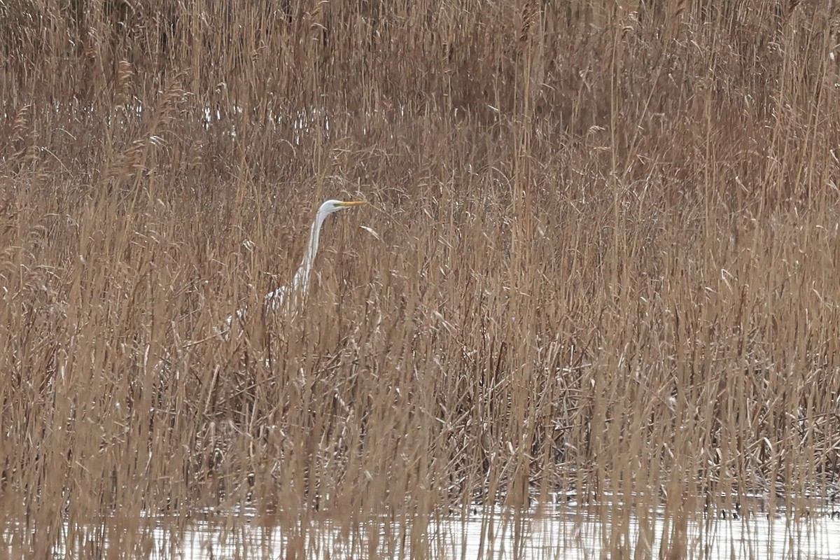 Great Egret - ML550940991