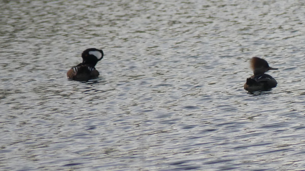 Hooded Merganser - ML550942491