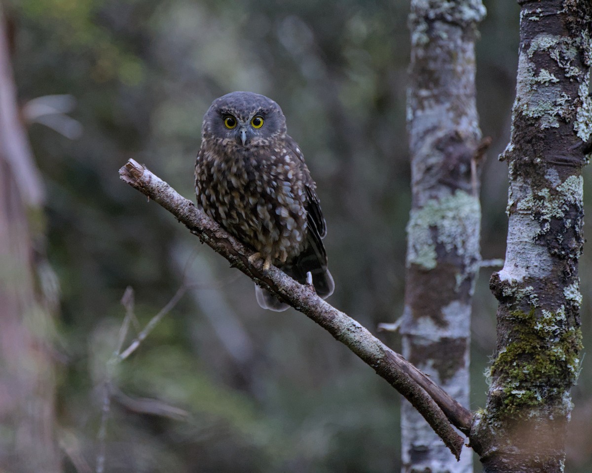 Morepork - ML550942961