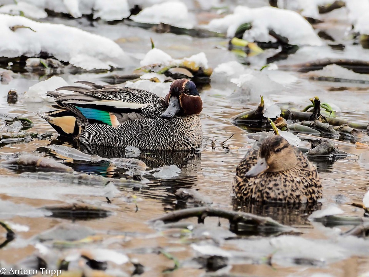 Green-winged Teal - Antero Topp