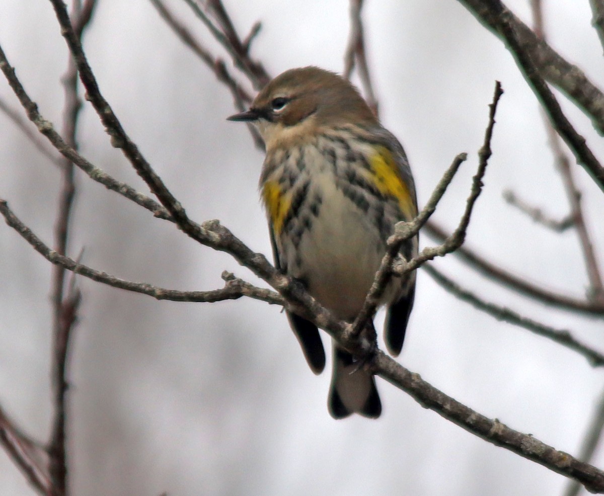 Yellow-rumped Warbler - ML550945831