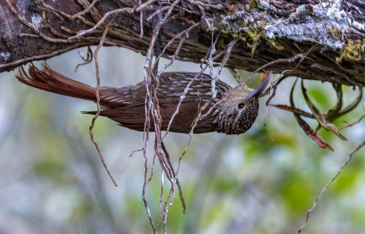 Spot-crowned Woodcreeper - ML550947651