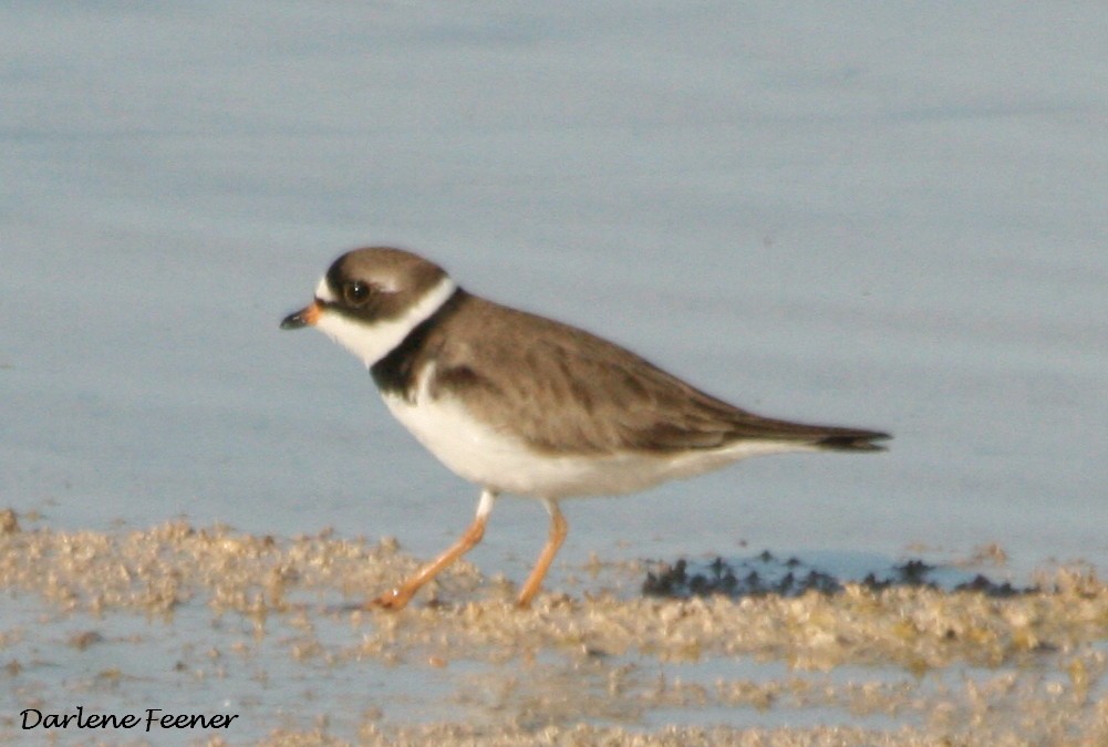 Semipalmated Plover - ML55094961