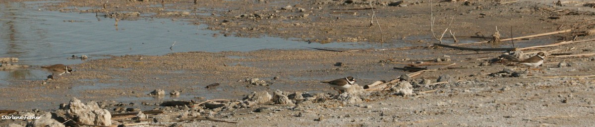 Semipalmated Plover - ML55094991
