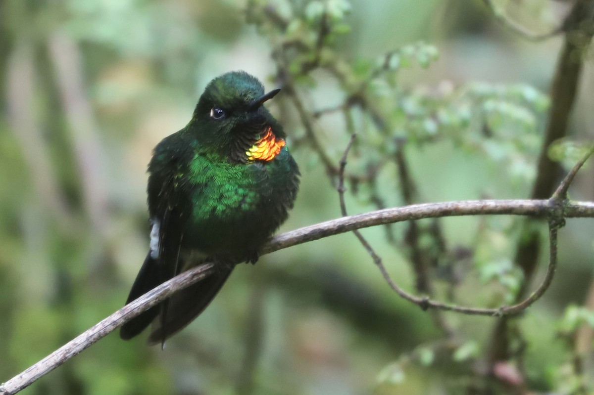 Colibrí Lucero - ML550950221