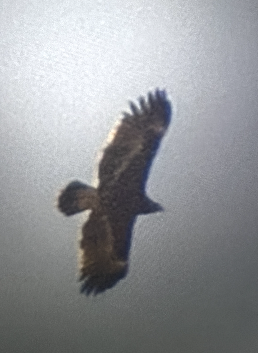 Greater Spotted Eagle - Martin Schuck
