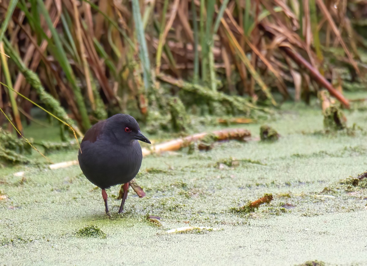 Spotless Crake - Craig McQueen