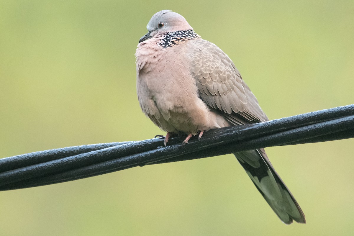 Spotted Dove - Daniel Field