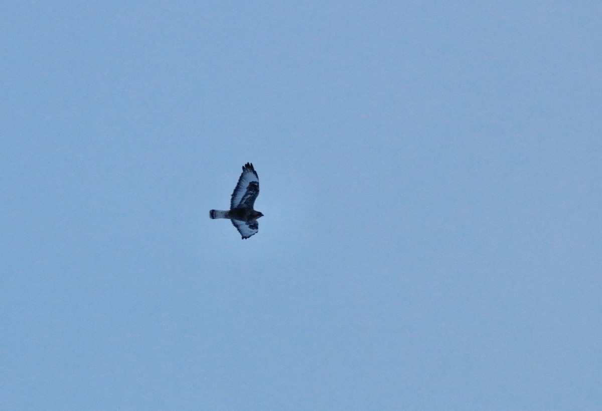 Rough-legged Hawk - ML550951291