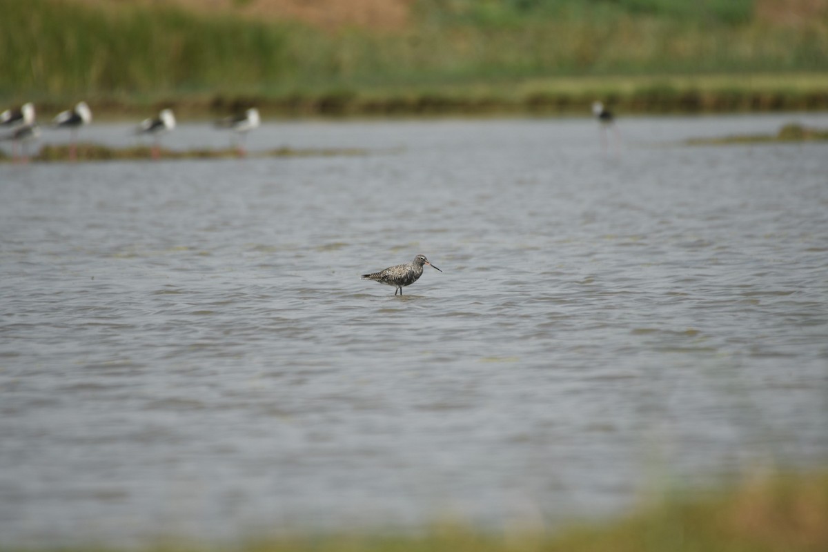 Spotted Redshank - ML550952051