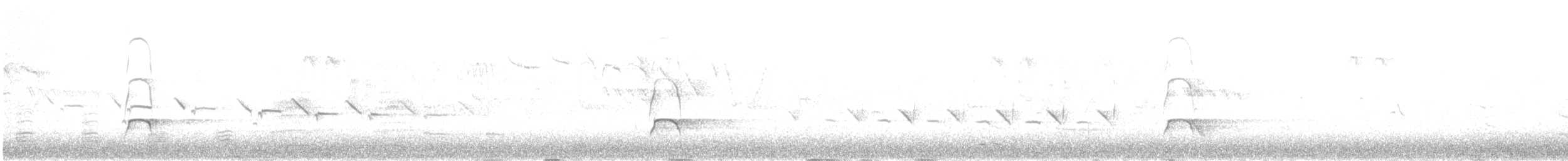 Кулик-сорока (ostralegus/longipes) - ML550952531