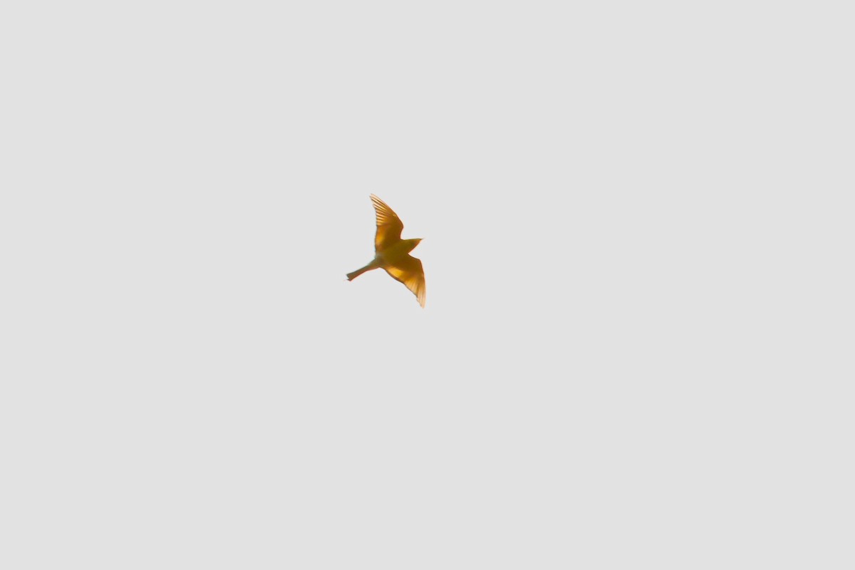 Rainbow Bee-eater - ML550953061