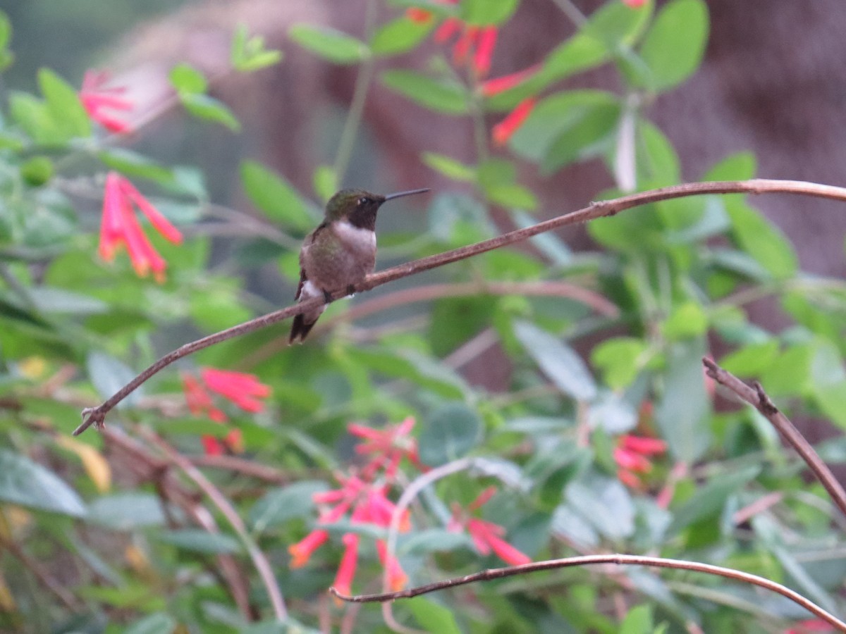 Ruby-throated Hummingbird - David & Jill Kaminski