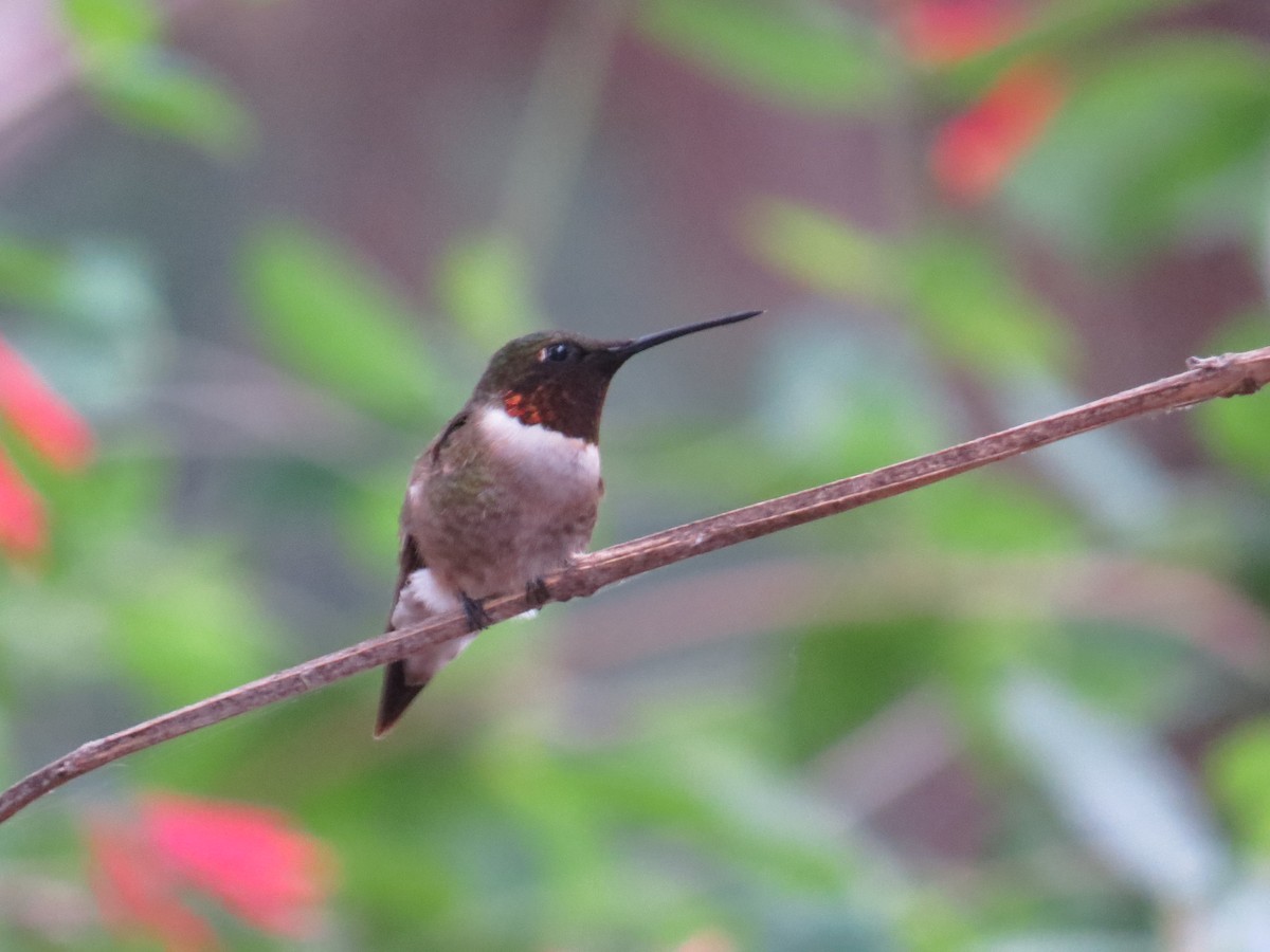 Ruby-throated Hummingbird - David & Jill Kaminski